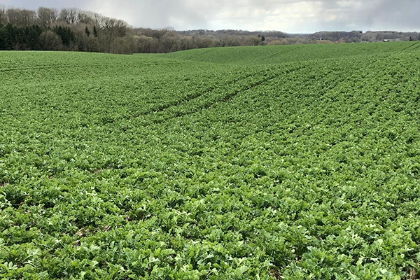 Rapsmark fra efteråret